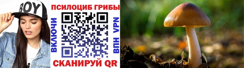 Купить закладки  Кирс  Псилоцибиновые грибы Psilocybine cubensis 